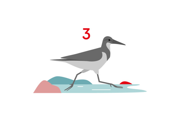    Illustration: Bird, wagtail 